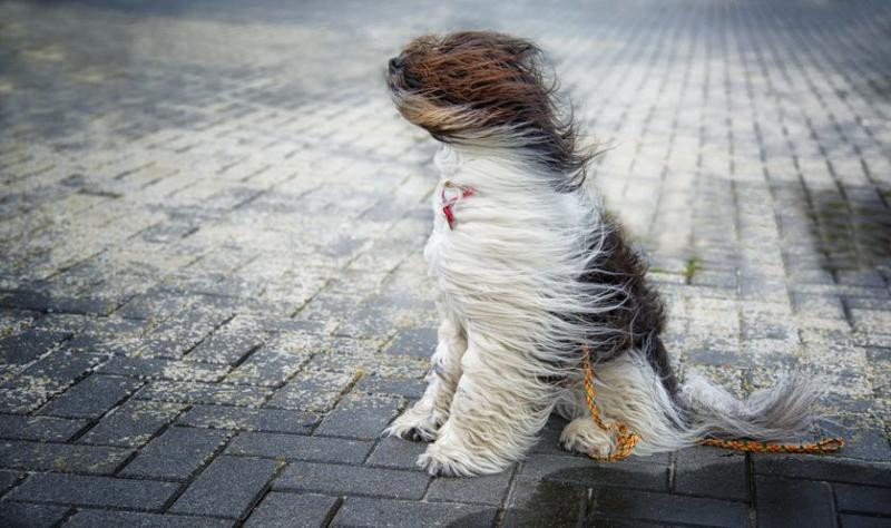 Sunday's weather forecast for Louth