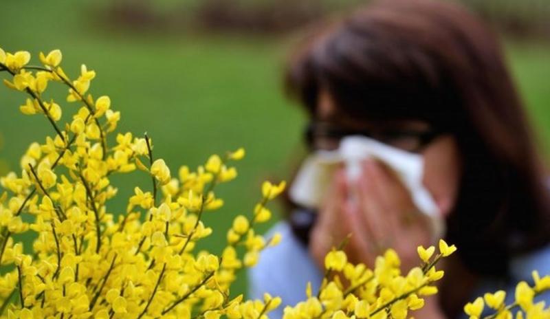 pollen-count-allergies