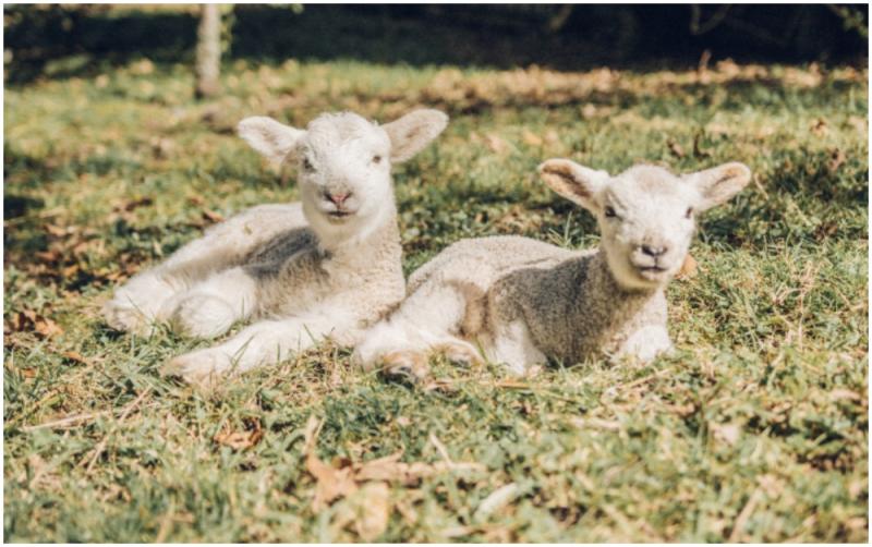 Louth Gardaí issue warning to dog owners as  lambing season approaches