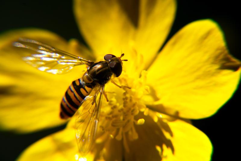 Louth views sought in consultation on Ireland’s Fourth National Biodiversity Action Plan 