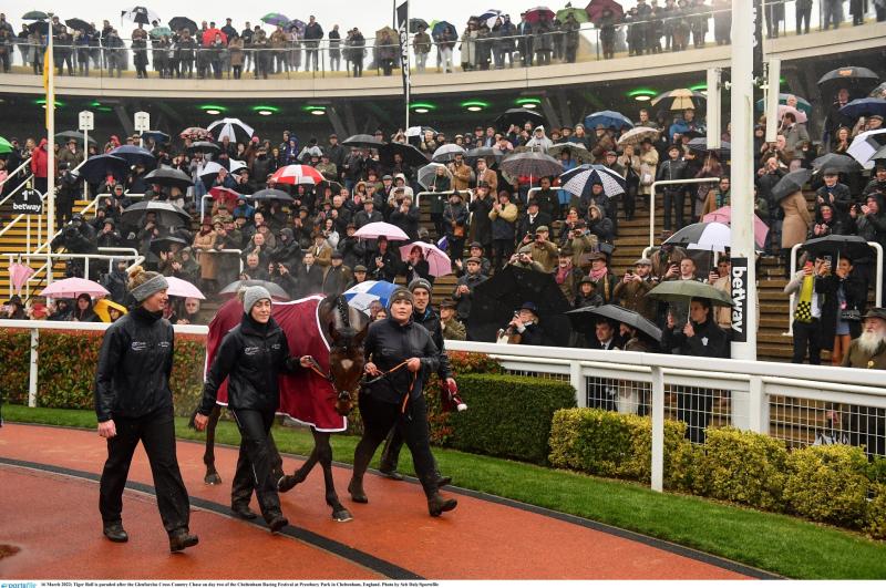 Inside Track: Tiger’s defeat was the early story from Cheltenham