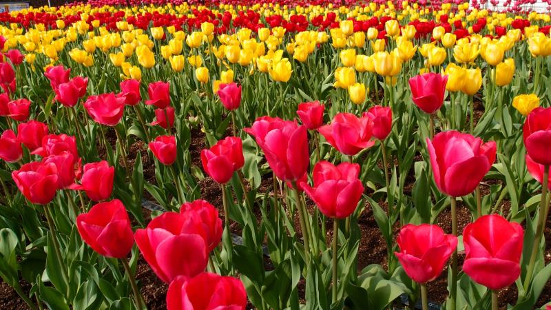 Trip Through Time: The Flowers Blooming around Dundalk