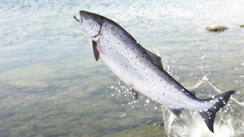 Plans to rehabilitate section of Louth stream move step closer
