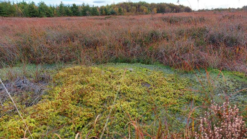 Louth project receives funding for conservation work 