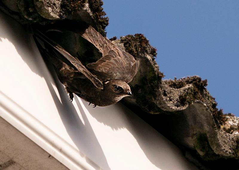 Survey underway to locate scarce breeding Swifts in Louth