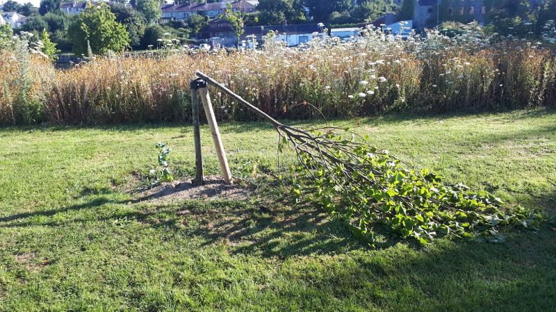 Trees destroyed by vandals in Louth park