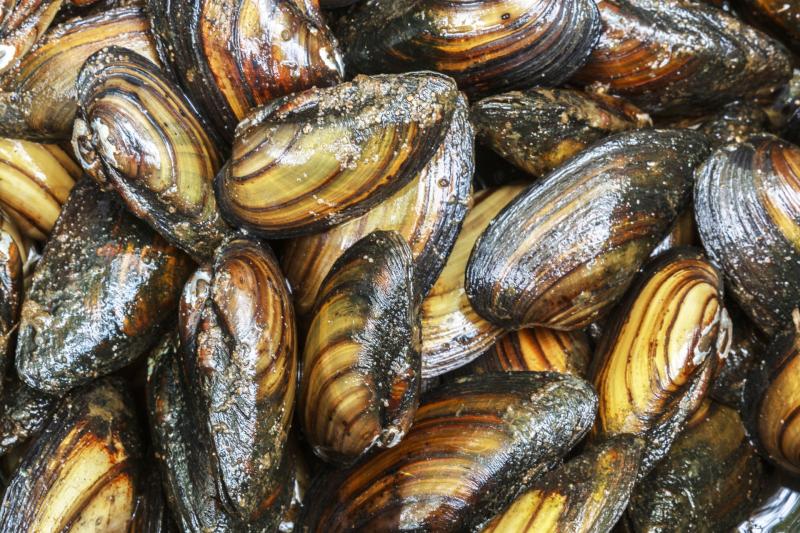 Advice issued after invasive zebra mussel found in Newry Canal