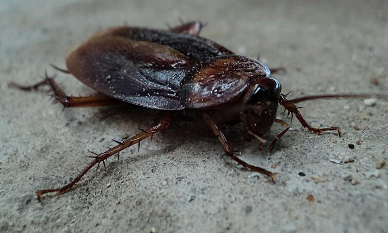 Warning issued to public over threat of cockroaches during cold weather
