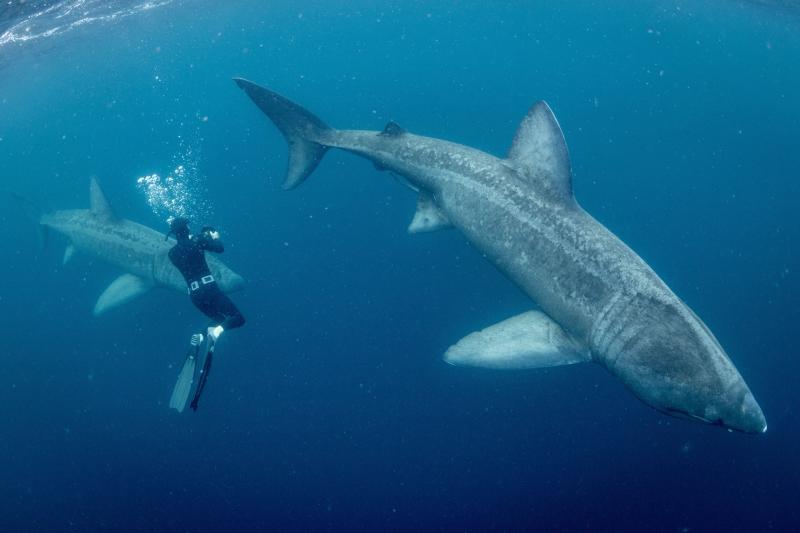 New underwater series featuring extraordinary footage by Irish cameraman to air on RTÉ