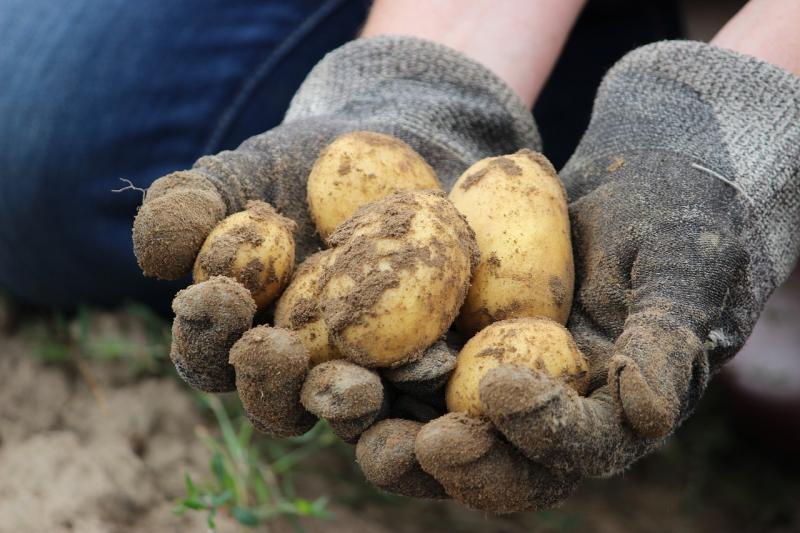 Basic Payment Scheme refunds to be distributed to almost 100,000 Irish farmers