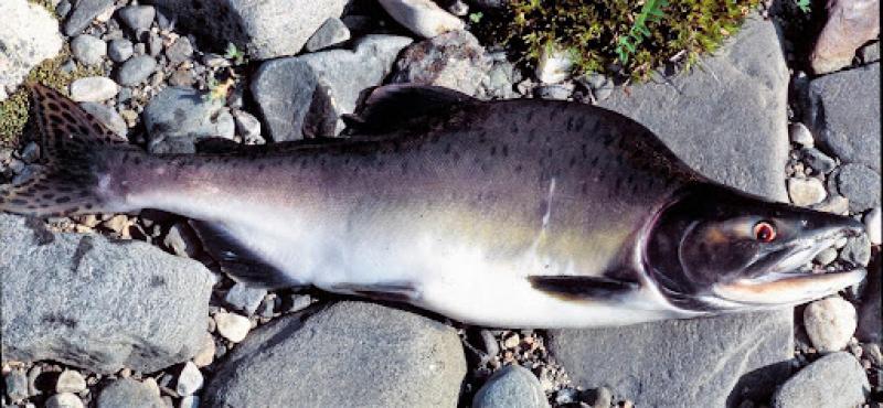 Loughs agency asks public to report sightings of pink salmon in north Louth 