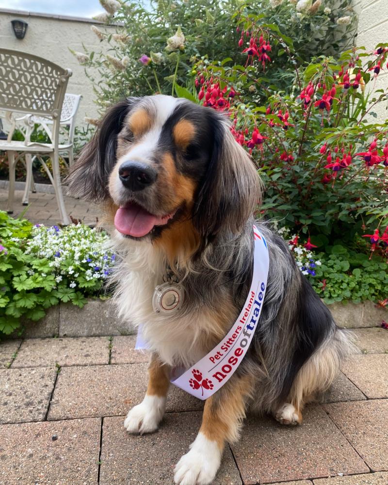 Dundalk dog named Louth 'Nose of Tralee'
