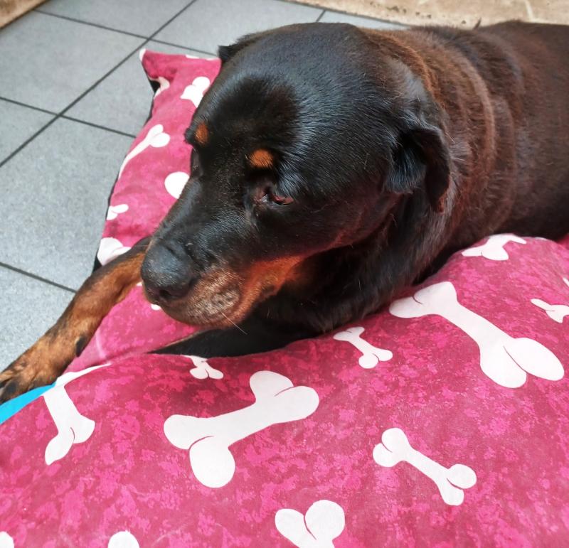 Mokka given new lease of life by Louth Dog Pound