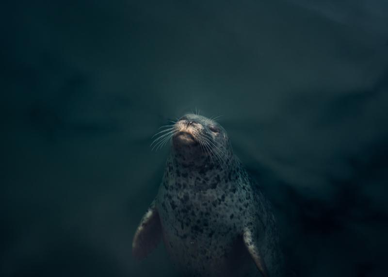 Minister announces formal pledge to protect 30% of marine areas by 2030 