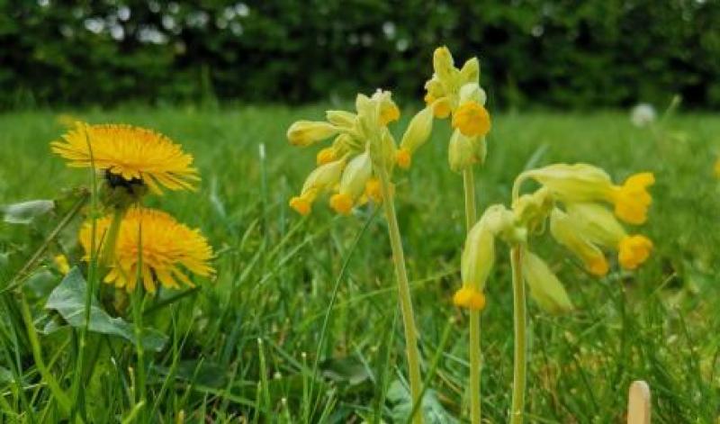 Calls for entries from Louth young people for Environmentalist Awards  
