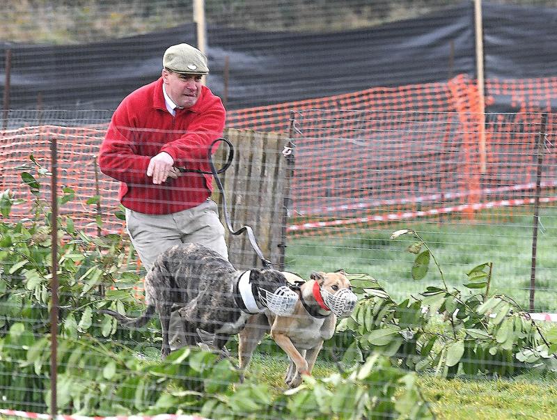 Atrocious weather no obstacle to hounds, hares and horse at Dromiskin coursing meeting