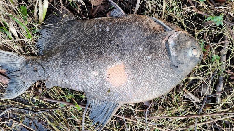 Discovery of exotic fish related to piranha in Irish lake raises concerns