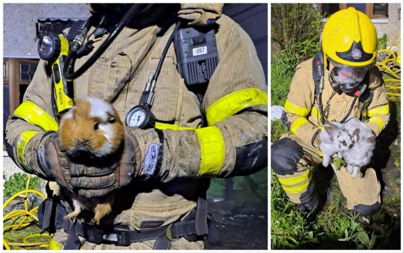 Firefighters rescue 'furry family friends' from Dublin house fire