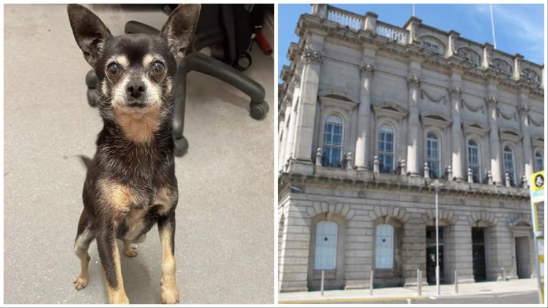 'Is This Your Dog?':  Appeal issued for owners of dog who travelled from Portlaoise to Dublin