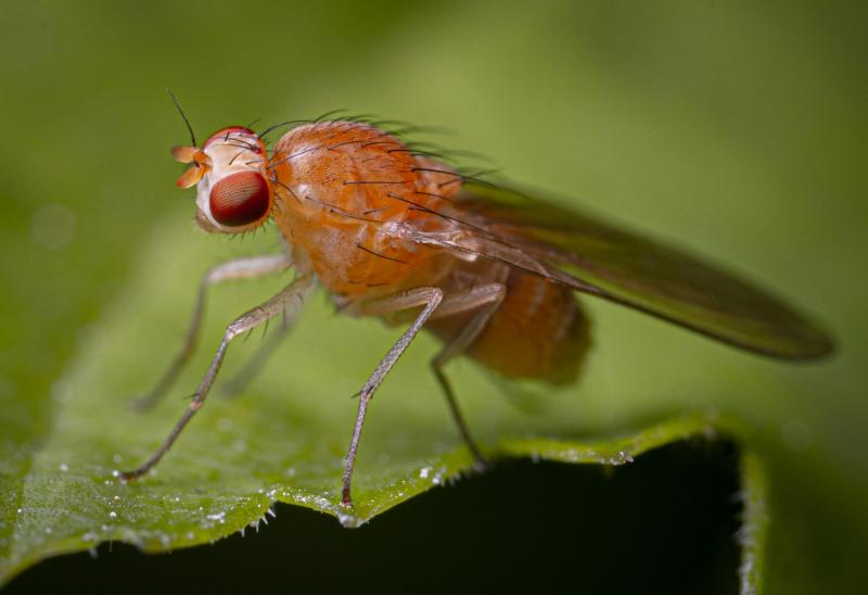 'Worst year to date' - Genius hack to get rid of fruit flies amid record invasion