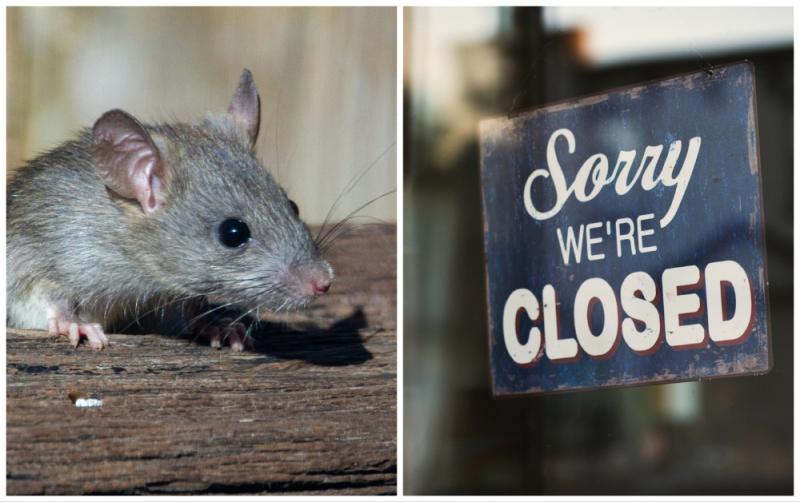Several food businesses shut down across Ireland due to rat infestations and poor hygiene