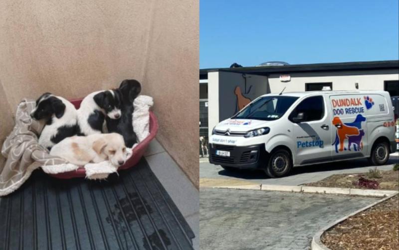 Dundalk Dog Rescue seek homes for puppies Kim, Bailey and Evan after rescue from the pound