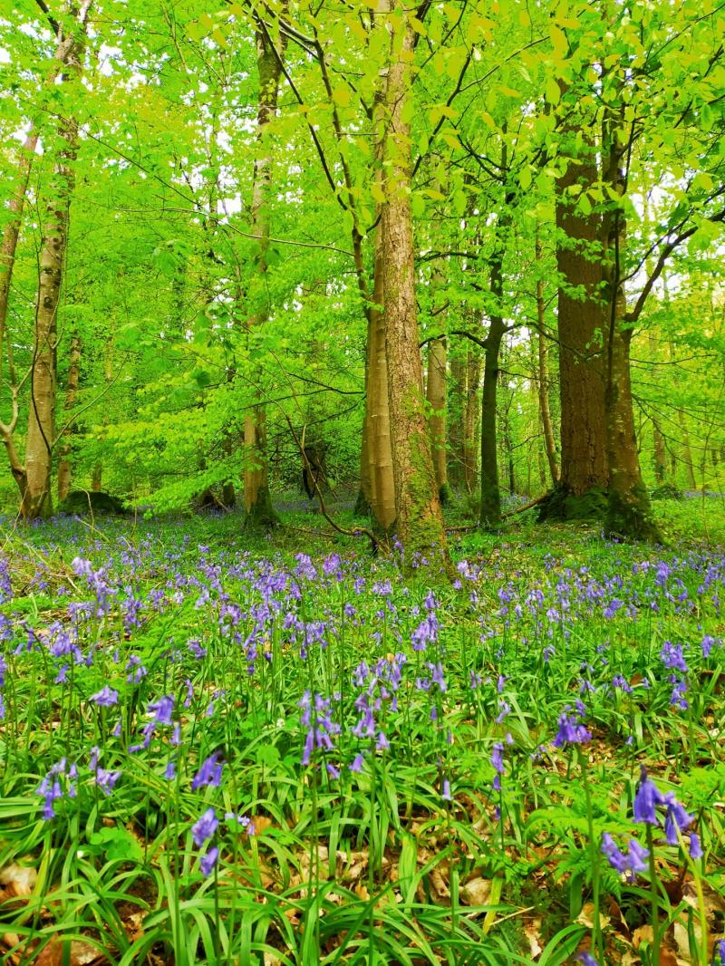 Funding awarded to eight local biodiversity projects in Louth