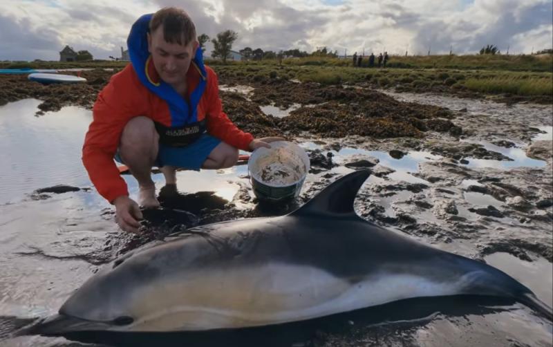 WATCH: Dolphins washed ashore on Louth beach saved by locals and Mary Wallopers member