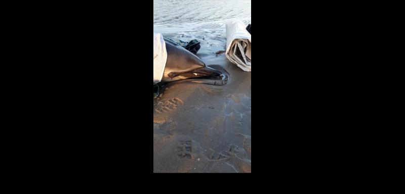 Dundalk Sub Aqua rescue Dolphin from