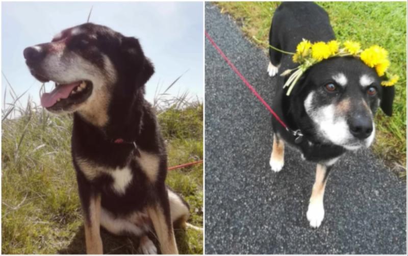 Can you help Roxy? Dundalk Dog Rescue make urgent appeal to find forever home for elderly dog