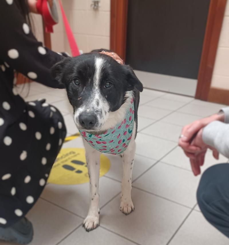 Louth dog pound marks world animal day with appeal to rehome blind collie