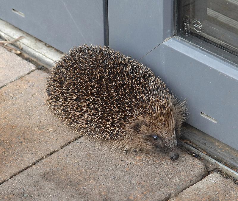 Counting delayed in Dundalk due to a 'prickly' situation