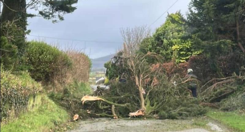 ALERT: Trees down across Louth due to Story Éowyn