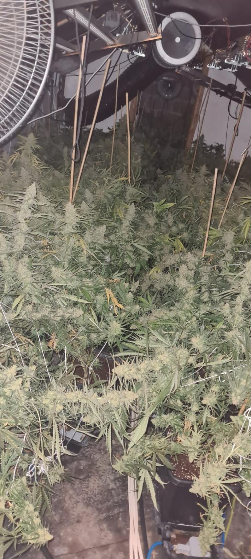 Louth Gardaí uncover €233,000 cannabis grow house in Dunleer
