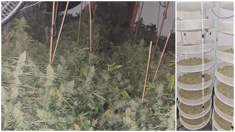 Two arrested after gardai raid 'sophisticated' cannabis grow house in Louth town