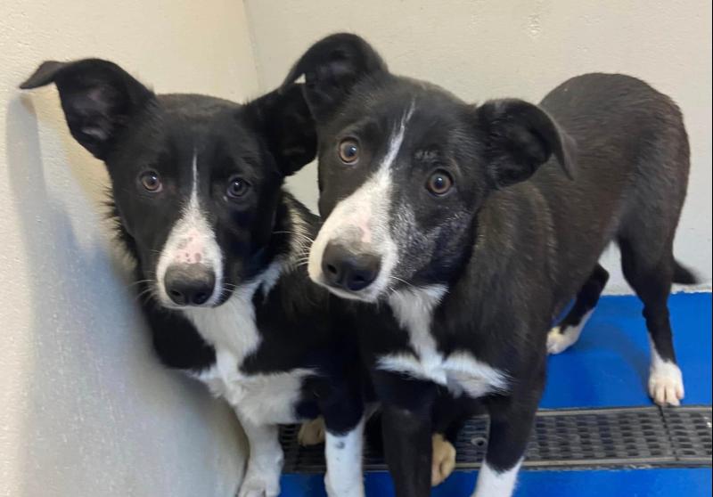 Dundalk Dog Rescue fundraiser quiz will take place this weekend