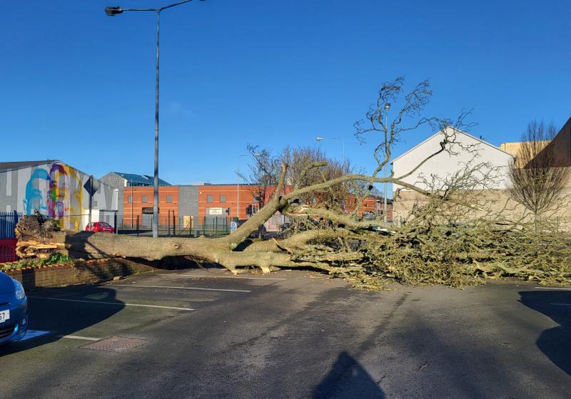 Louth TD urges emergency tree cutting measures to prevent another storm disaster