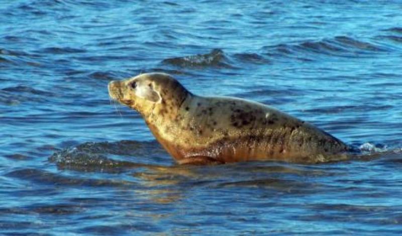 New efforts to raise Louth seal awareness