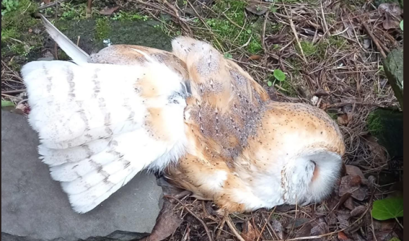 Questions raised after barn owl is found dead at roost site in Louth