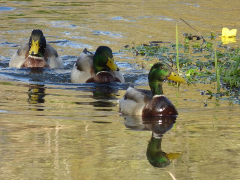 Ducks and moorhens return to the Ramparts River in Dundalk following maintenance work