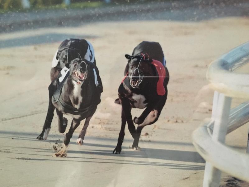 Inside Track: Greyhound racing has brought pleasure to countless thousands over the years
