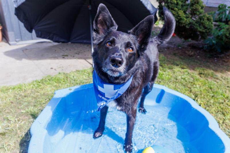 ALERT: Irish pet owners warned amid 'life threatening' heat over coming days