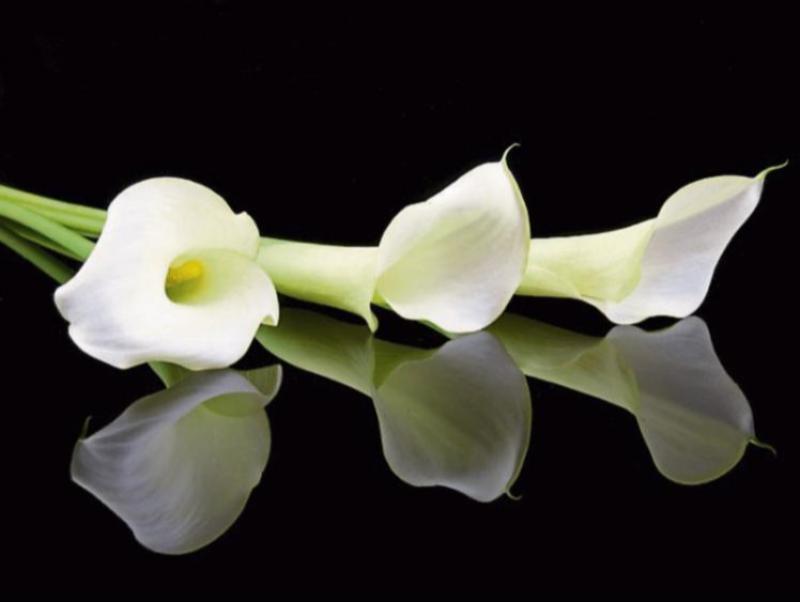 Deaths in Dundalk - Wednesday 17 September 2025
