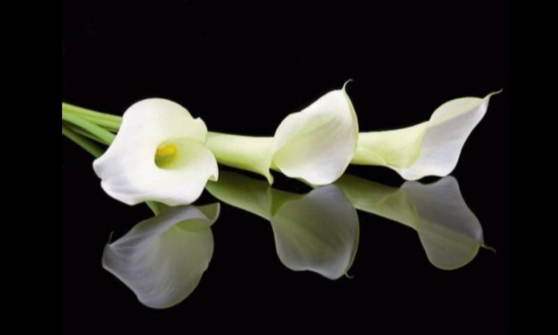 Deaths in Dundalk - Tuesday 24 February 2026