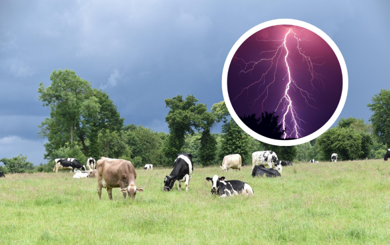 'Awful incident to witness' - 10 cows killed by freak lightning strike on Irish farm 