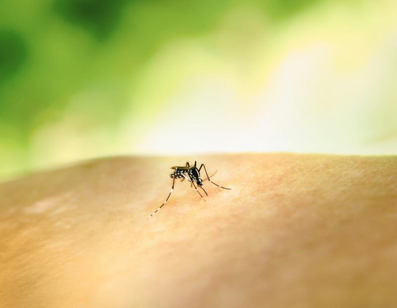 Irish tourists warned as mosquito diseases on the rise across Europe