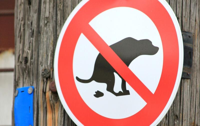 Carlow revealed as one of 14 local authorities to issue no fines for dog fouling last year