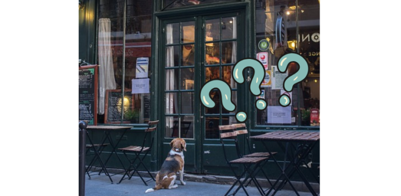 Irish presenter says she hates dog-friendly cafes- 'it's disgusting, it&rsquo;s revolting'