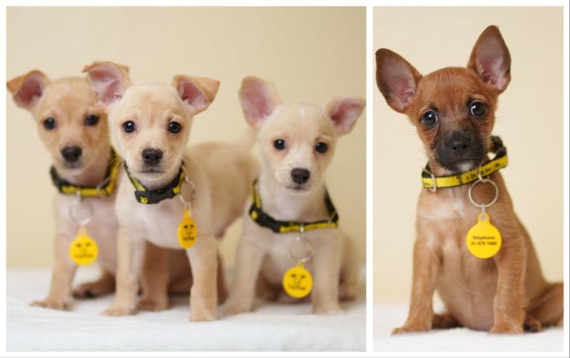 REVEALED: Ireland goes barking mad for its dogs as top names and breeds unveiled in census