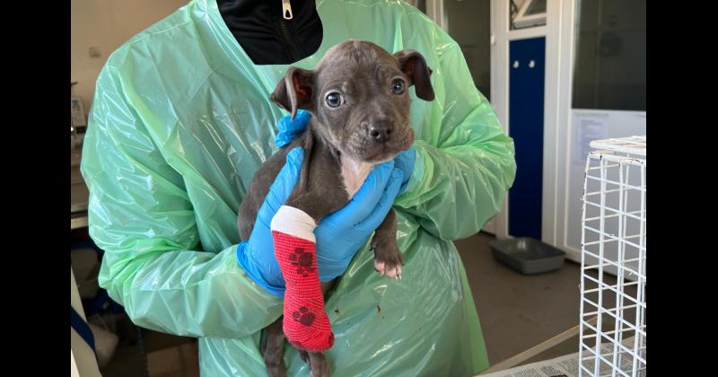 NSPCA urges Louth pet owners to keep animals calm and safe this Halloween